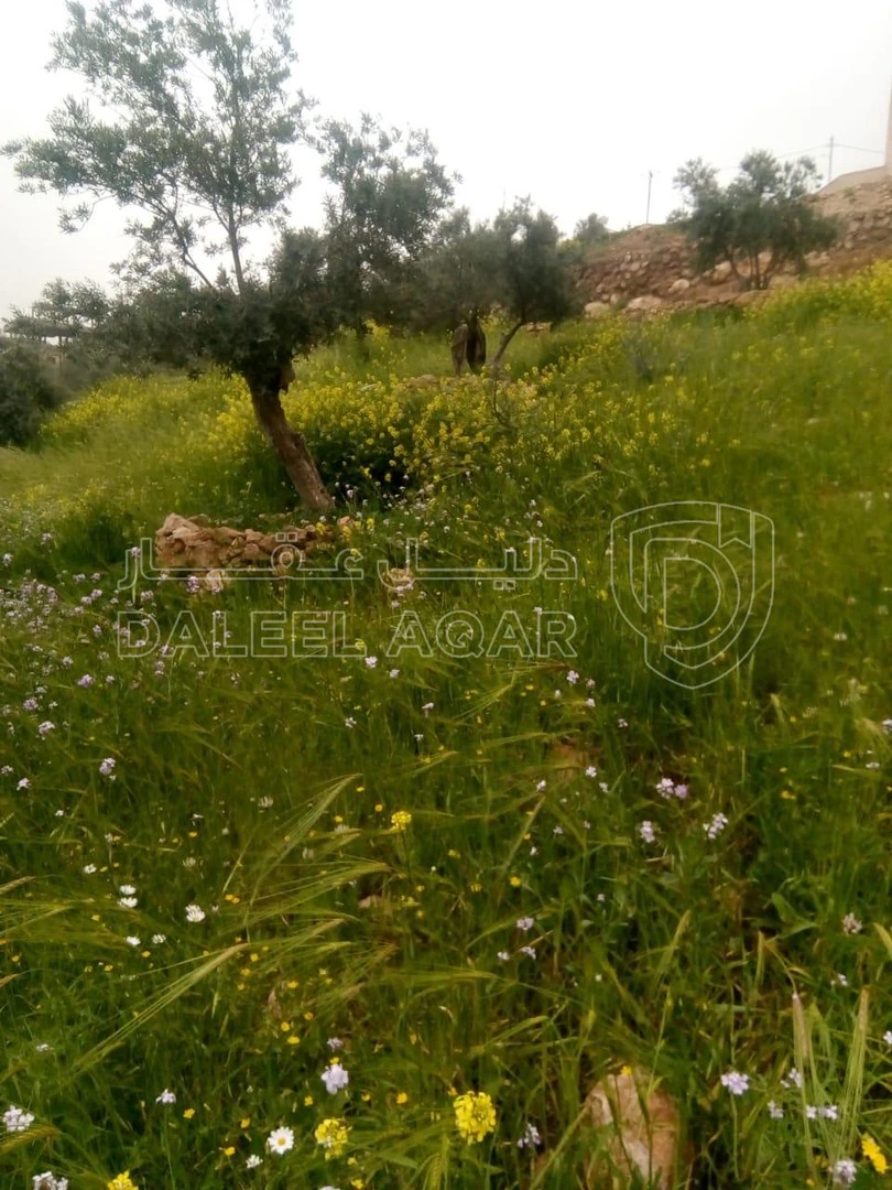 مزرعة/شاليه في حوض ابو بصيلة على طريق الماسورة في الصبيحي - السلط - 90,000 دأ - صورة 1